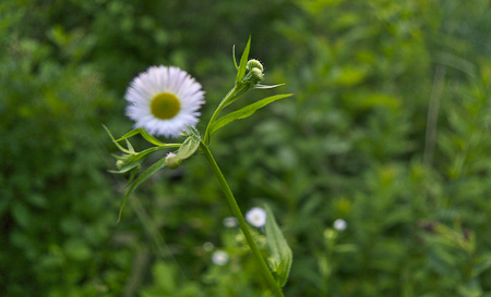 New Jersey Native Plant: Erigeron strigosus (Prairie Fleabane)