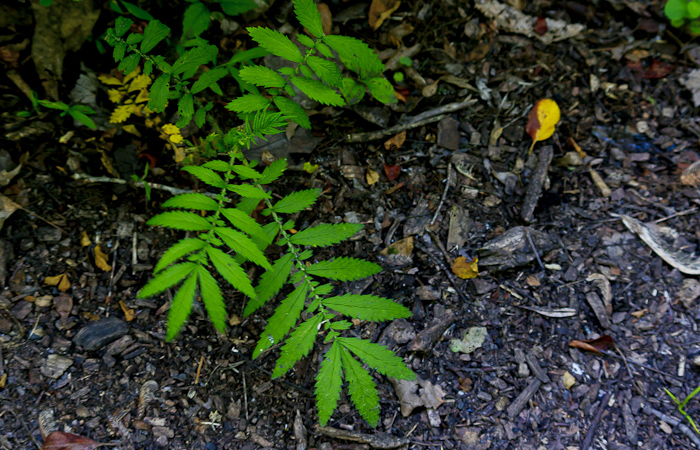 Unknown Plant living in the Celery Farm