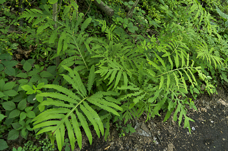 Native Plants in the Celery Farm