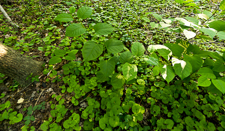 Invasive Plants: Japanese Knotweed (Fallopia japonica), Garlic Mustard (Alliaria petiolata) and Japanese Spurge (Pachysandra terminalis) 