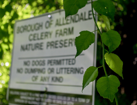 Finding the Celery Farm