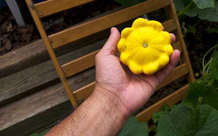 A huge Pattypan squash I was given.