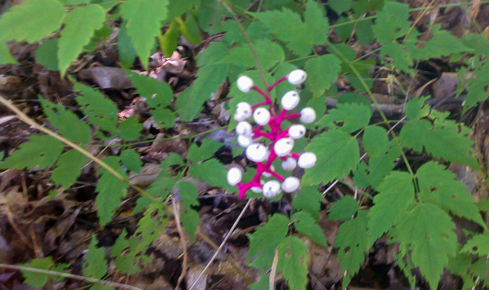 Doll's Eye, WhiteBaneberry (Actaea pachypoda): a shitty photo but Doll's Eye nonetheless.