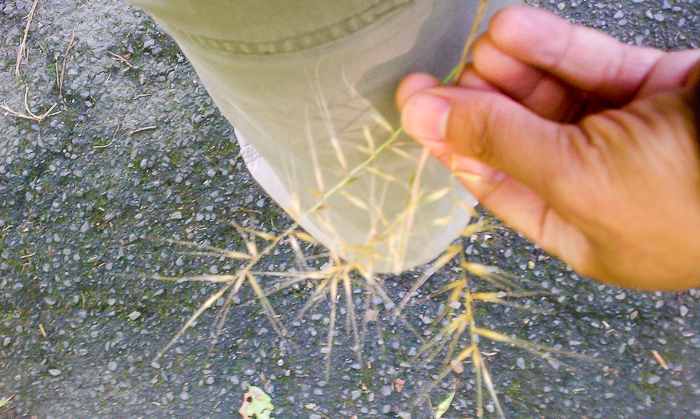 Bottlebrush grass (Elymus Hystrix). Another shitty photo. And while this grass is not very striking, its rare in my neighborhood and way to expensive for even just a seed packet. Bottlebrush grass (Elymus Hystrix). Another shitty photo. And while this grass is not very striking, its rare in my neighborhood and way to expensive for even just a seed packet.
