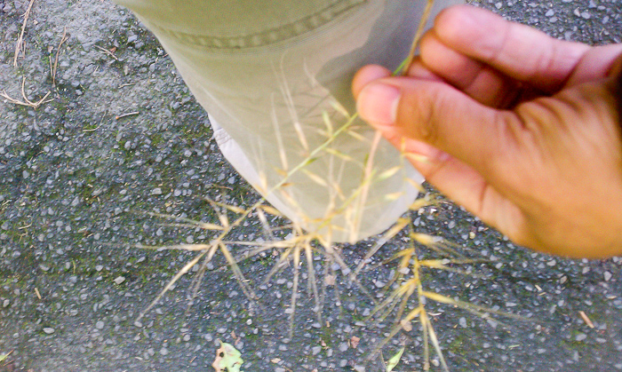 Bottlebrush grass (Elymus Hystrix). Another shitty photo. And while this grass is not very striking, its rare in my neighborhood and way to expensive for even just a seed packet.