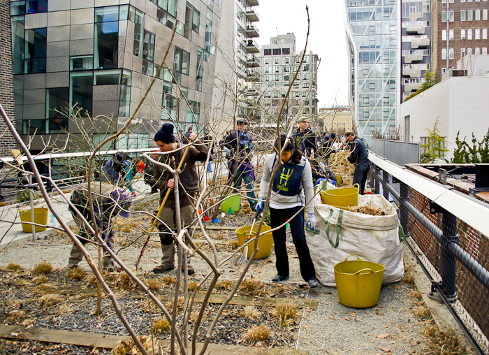 Highline volunteers cutting old plant matter so new growth can emerge.