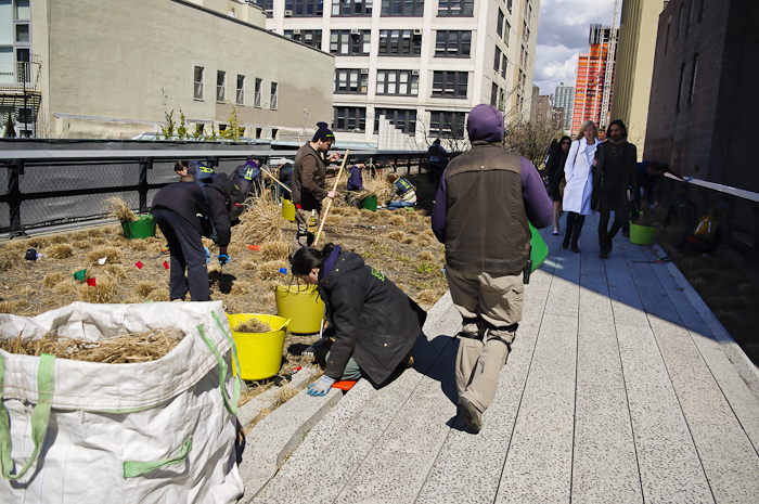 The Highline: Spring cutbacks in the green spaces.