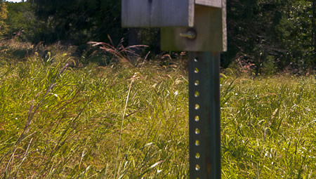 Bird House in the meadow within the Hilltop Reservation