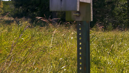 Bird House in the meadow within the Hilltop Reservation Bird House in the meadow within the Hilltop Reservation