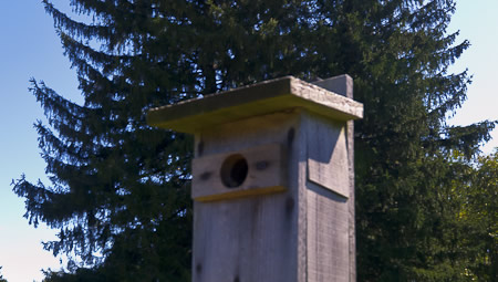 Bird House in the meadow within the Hilltop Reservation Bird House in the meadow within the Hilltop Reservation