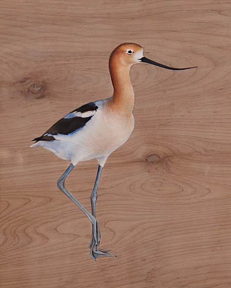 Jane Kim's American Avocet (Recurvirostra americana): cinnamon head, scythe bill and blue shanks.