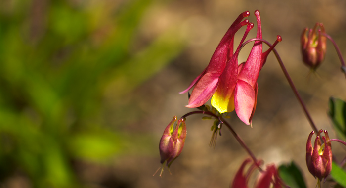 Columbine (Aquilegia canadensis) Columbine (Aquilegia canadensis)