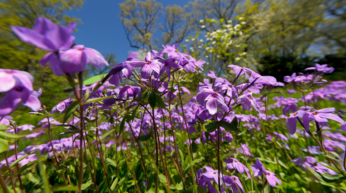 Woodland Phlox (Phlox divaricata) Woodland Phlox (Phlox divaricata)