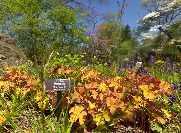 Coral Bells (Heuchera caramel)