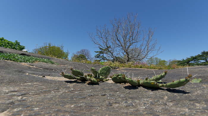 Eastern Prickly Pear (Opuntia Humifusa) Eastern Prickly Pear (Opuntia Humifusa)
