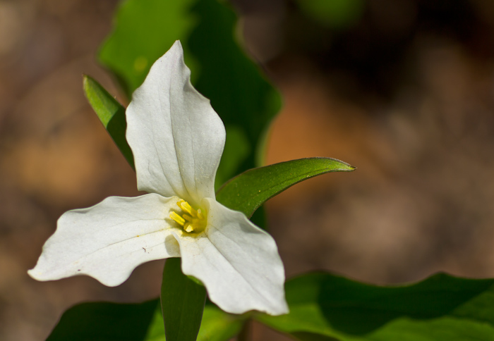 Large Flowered Trillium (Trillium grandiflorum ) Large Flowered Trillium (Trillium grandiflorum)