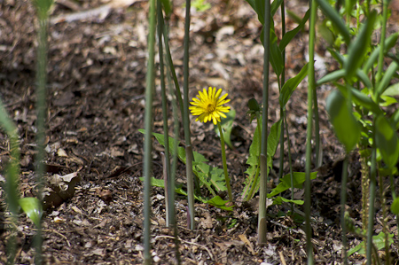 Dandelion (Taraxacum officinale)