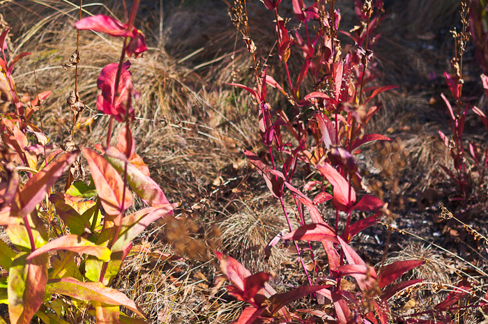 Flap-top Aster (Doellingeria umbellata): With cold weather on the horizon, warm colors—even on dead leaves—are more cherished in autumn than in spring and summer. Flap-top Aster (Doellingeria umbellata): With cold weather on the horizon, warm colors—even on dead leaves—are more cherished in autumn than in spring and summer.