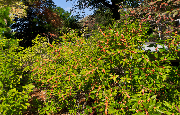 Ilex verticillata 'Winter Gold' Winterberry Holly with brilliant orange berries that look almost artificial.