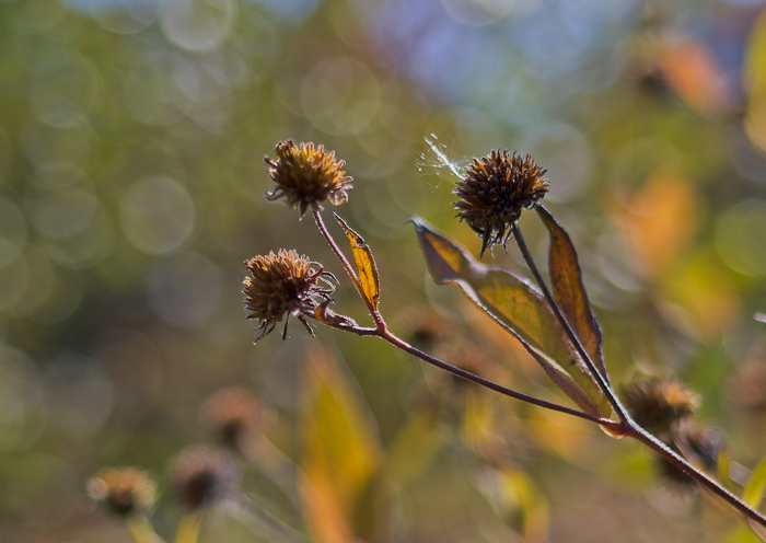 Woodland Sunflower (Heliopsis divaricatus) dies out with white powder mold accents.