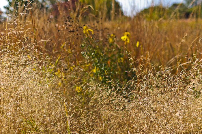 Tufted hairgrass (Despchampsia Sespitosa), false sunflower and Big bluestem show the muted and earthy colors that can extend the garden season into the snow season.