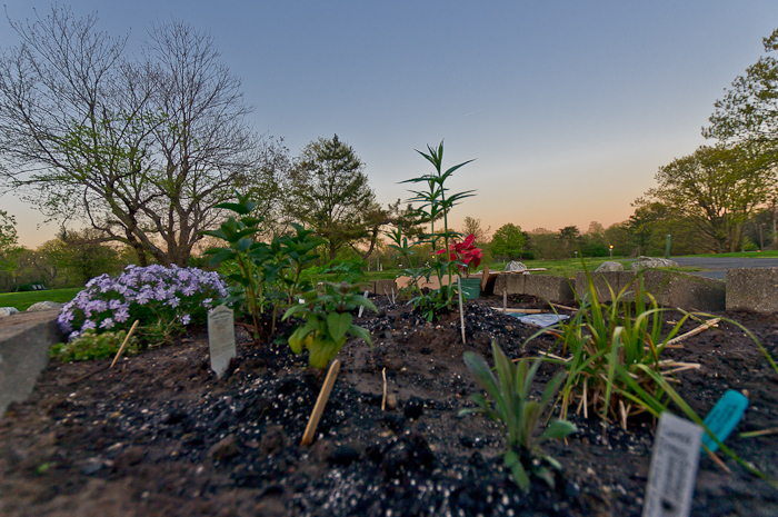 Native Plants Garden: stolen, illicit and loved by all the neighbors.