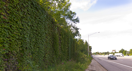 Boston Ivy (Parthenocissus tricuspidata) growing on a sound barrier on I-80 just east of Saddle Brook, New Jersey