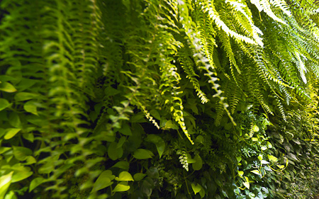 Green Wall Plants