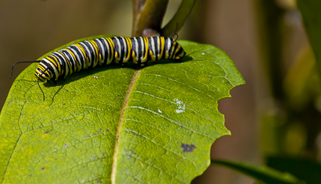 A Monarch Butterfly caterpillar late in the season